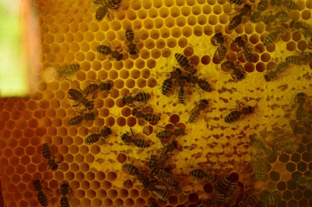 Sleeping With The Bees Kozjak コバリード エクステリア 写真