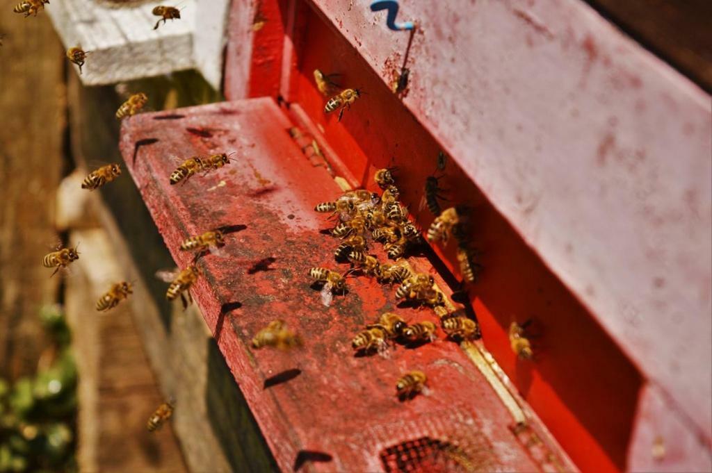 Sleeping With The Bees Kozjak コバリード エクステリア 写真