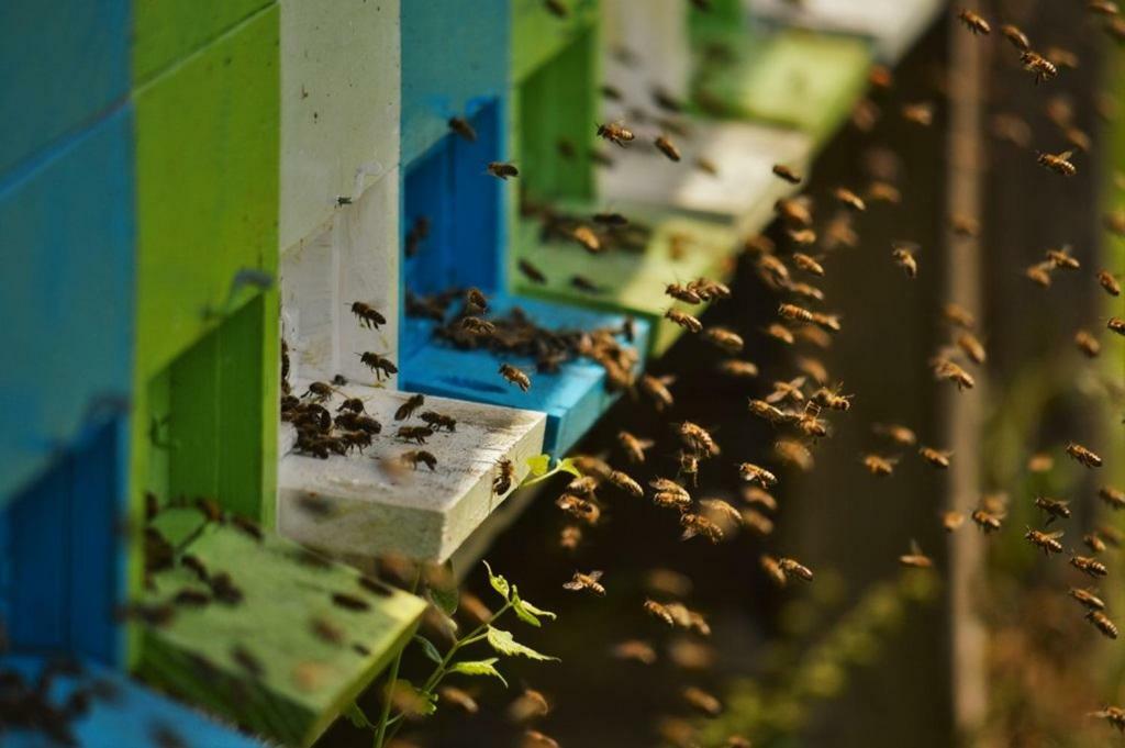 Sleeping With The Bees Kozjak コバリード エクステリア 写真